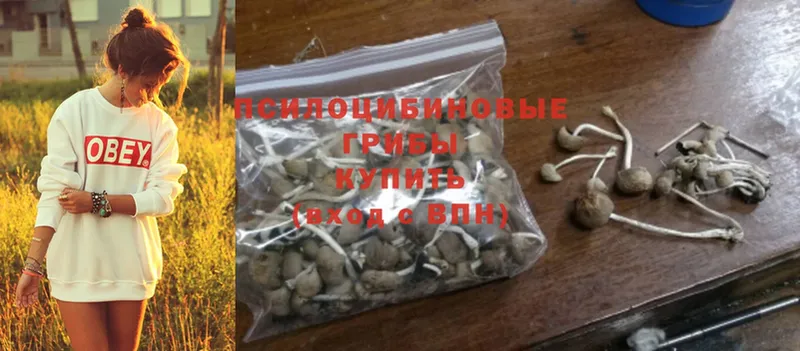 продажа наркотиков  Вытегра  Псилоцибиновые грибы Psilocybine cubensis 